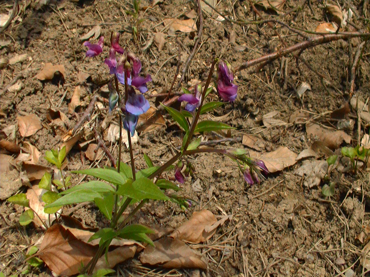 Wildflowers In Normandy Best Flower Site